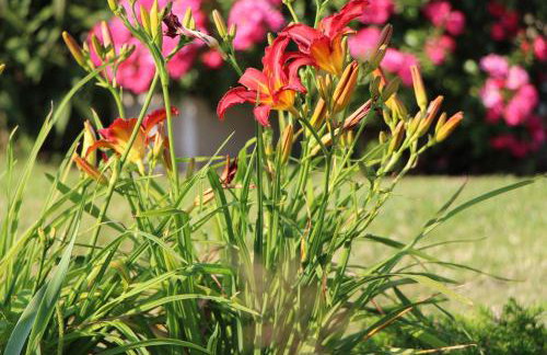 Gîte d'Anne et Ulysse - Foto 22