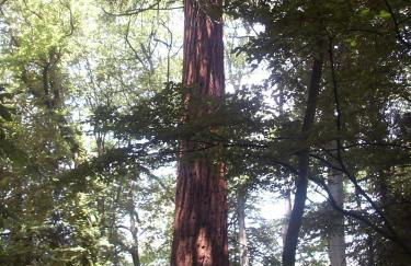Cabane avec Jacuzzi privatif du Manoir du Parc - Adults only - Foto 18