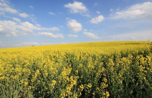 Haus Sonnengarten - Foto 23