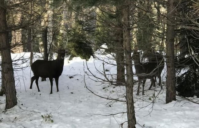 villa by sunexpress bakuriani - Foto 45