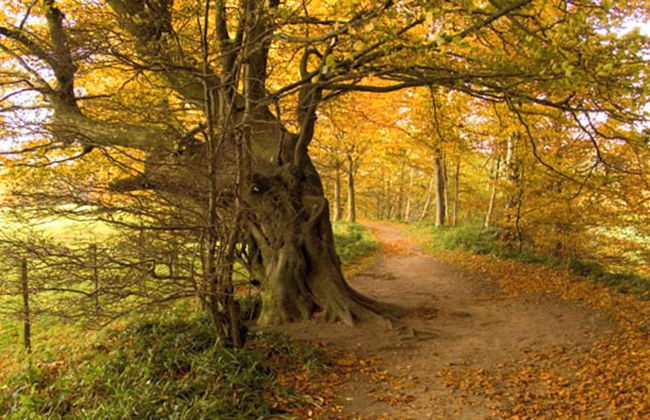 Tranquil 3 Bed - All En Suite - Cottage in Hexham - Foto 12