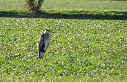 Hasselhäuser Hasselhaus 4 - Foto 18