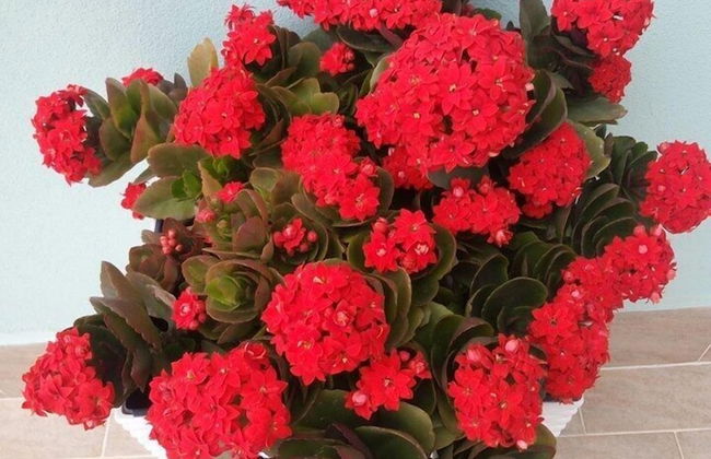 La Terrazza sul Mare - Foto 19