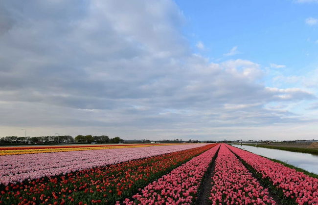 Relax in Your Holiday Home With Sauna, Near the Beach of Noordwijk - Foto 29