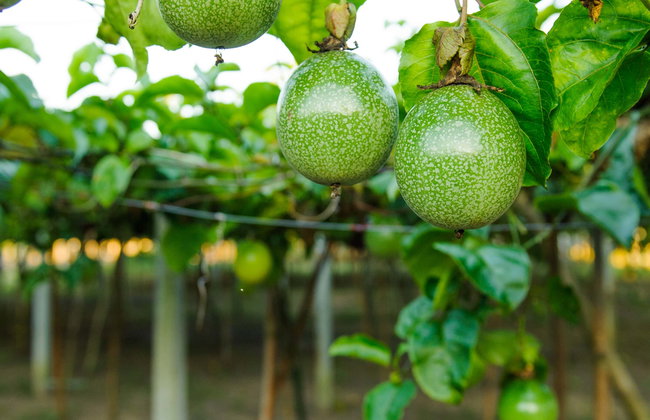 Tour del maracuyá por la Sierra Nevada de Santa Marta - Foto 1
