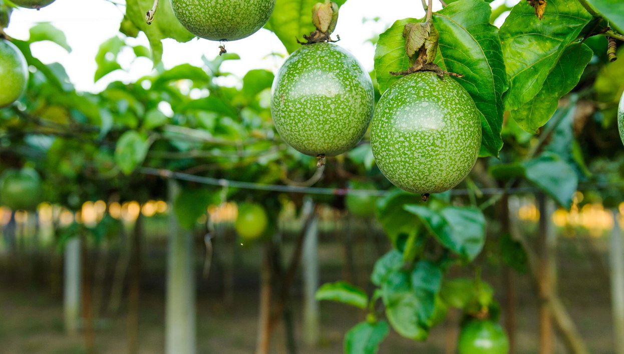 Tour del maracuyá por la Sierra Nevada de Santa Marta - Foto 1, Tour del maracuyá por la Sierra Nevada de Santa Marta