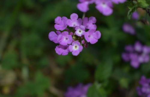 Villa Trinacria - Foto 17