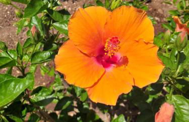 Il Lentischio holiday home - Foto 55