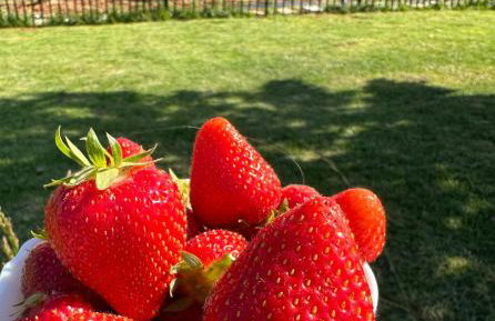 Katikies Savrani - Foto 57