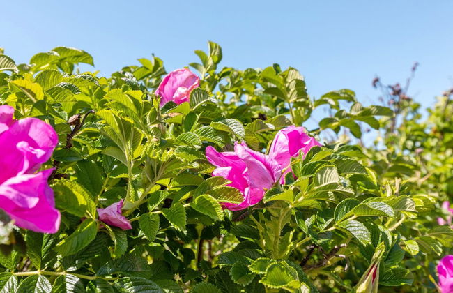 "Lahja" - 400m from the sea - Foto 10