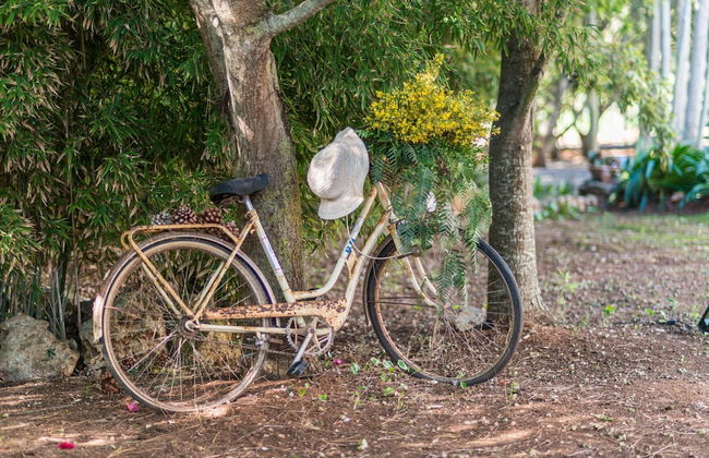Vista Alegre in Manacor - Photo 34