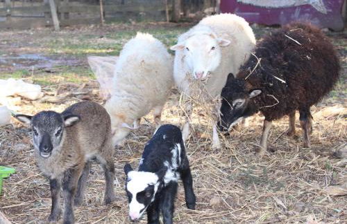 Agriturismo Tenuta Sant'Antonio - Foto 14