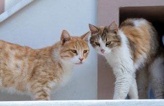 Ocean View Villa - Foto 45