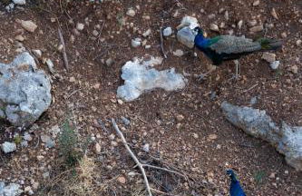 Agistri Island Dream - Foto 35