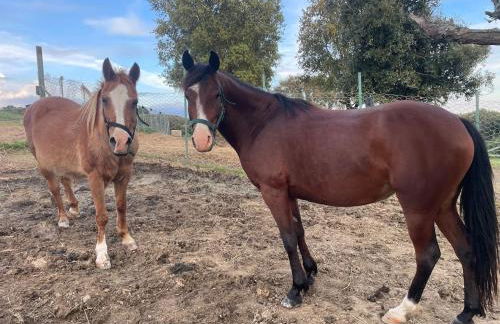 Azienda agricola Panorama - Foto 23