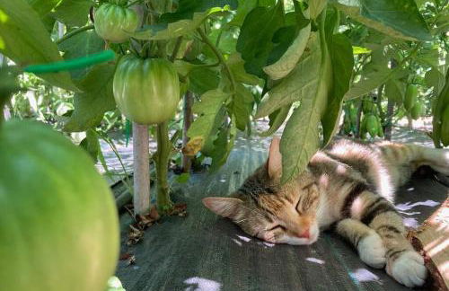 The Bamboo villa - Fraschetti Daniele - Foto 29