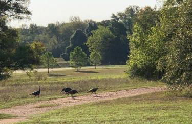Colorado river access, game room & swimming pool - Photo 27