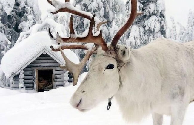 Rovavisit Apartments - Foto 19