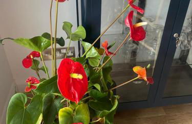 Harbour Sound Apartment, Ballycastle, Causeway Coast - Foto 1