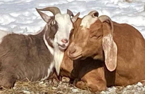 Catskills Aframe, Water View, Goat Sanctuary - Foto 7