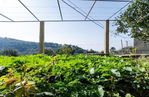 Apartmani Popović - Foto 6