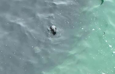 Four mile bridge by Trearddur bay - Foto 41