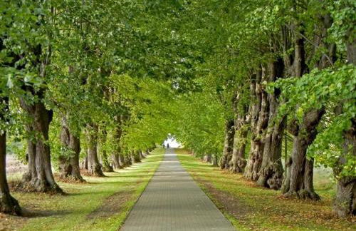 Löönboom - Foto 13