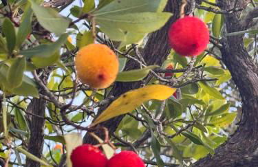 Alcarria , Casa del Agua - Foto 7