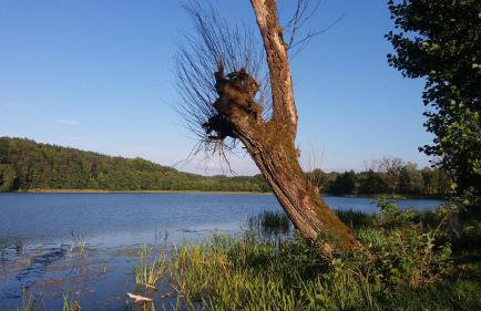 Dom Wakacyjny Kuszewo - Foto 34