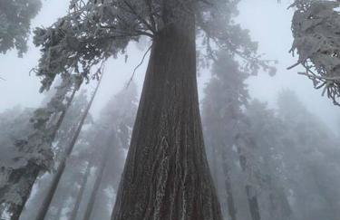 Sweet getaway in private Giant Sequoia Grove! - Foto 37