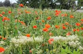 Masseria Ai Pioppi - Foto 61