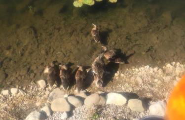 Carmels Caravan Borwick Lakes - Foto 23