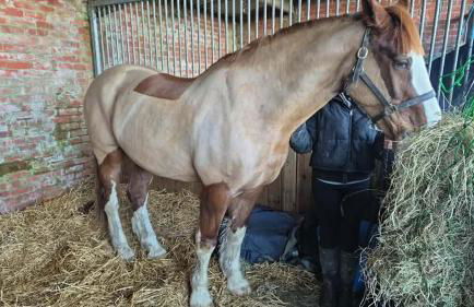 Beautiful Barn Conversion, 3 Bed, hot tub, sauna, gym, enclosed garden - Photo 39