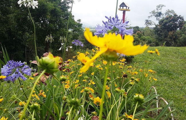 Chácara do Alemão - Recanto Jd.Silvestre - Foto 1