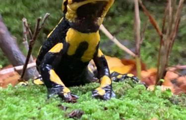 Casa de muntanya Can Coll de Susqueda Girona - Foto 34