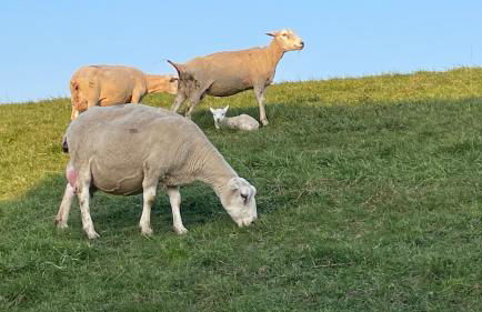 Kleine Burg Ovelgönne - Foto 35
