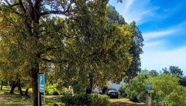 Apartments MULOBEDANJ - Foto 3, Garden, Lobby or reception