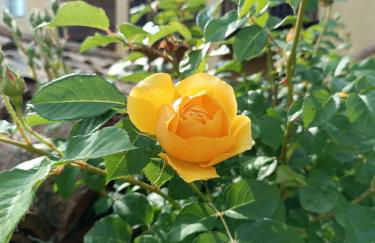 Villa Luisa - Foto 14