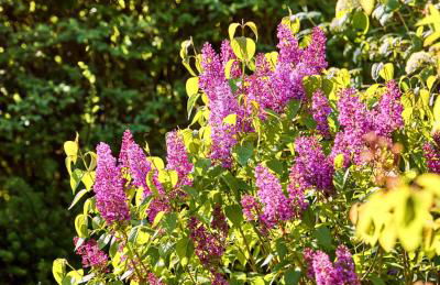 Watthüs Morsum mit Kamin und traumhaftem Garten - Foto 65