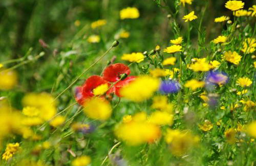 The Rum House - Foto 43