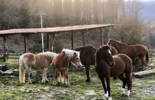 La Casella Antico Feudo di Campagna - Foto 39