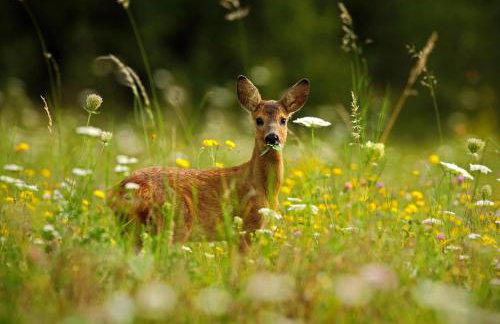 Soggiorno Bellin - Foto 39