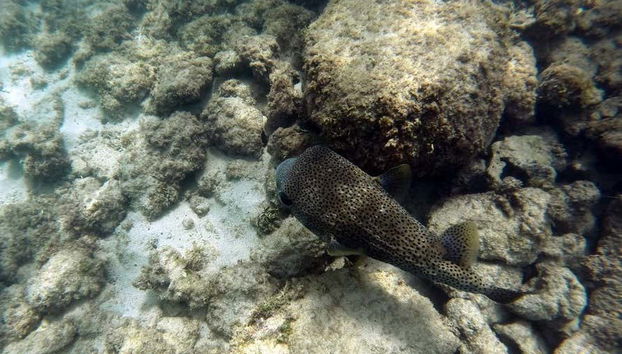 Sea wildlife of San Juan