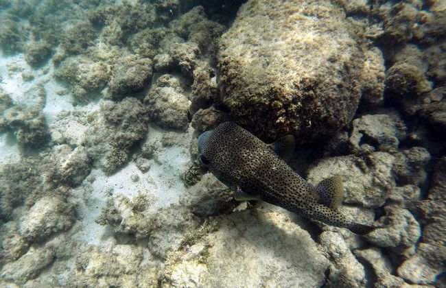 Snorkeling à la plage d'Escambrón - Photo 5