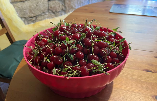 Pension Zelený grunt - Photo 45