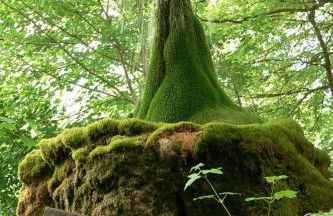 Tiny House Ithblick direkt am See - Foto 15