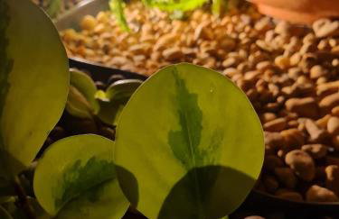 Villa Andorinha -Apto01 - Foto 8