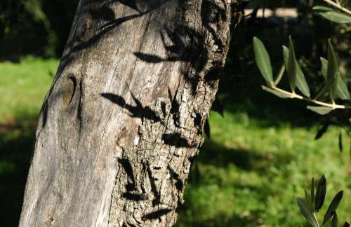 Colonna Country Home - Foto 36