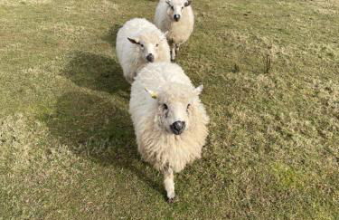 Lowern, Luxury Lodge with Hot Tub and Games Room - Photo 42