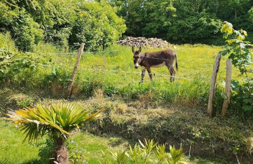 gite la campagne doré - Foto 20